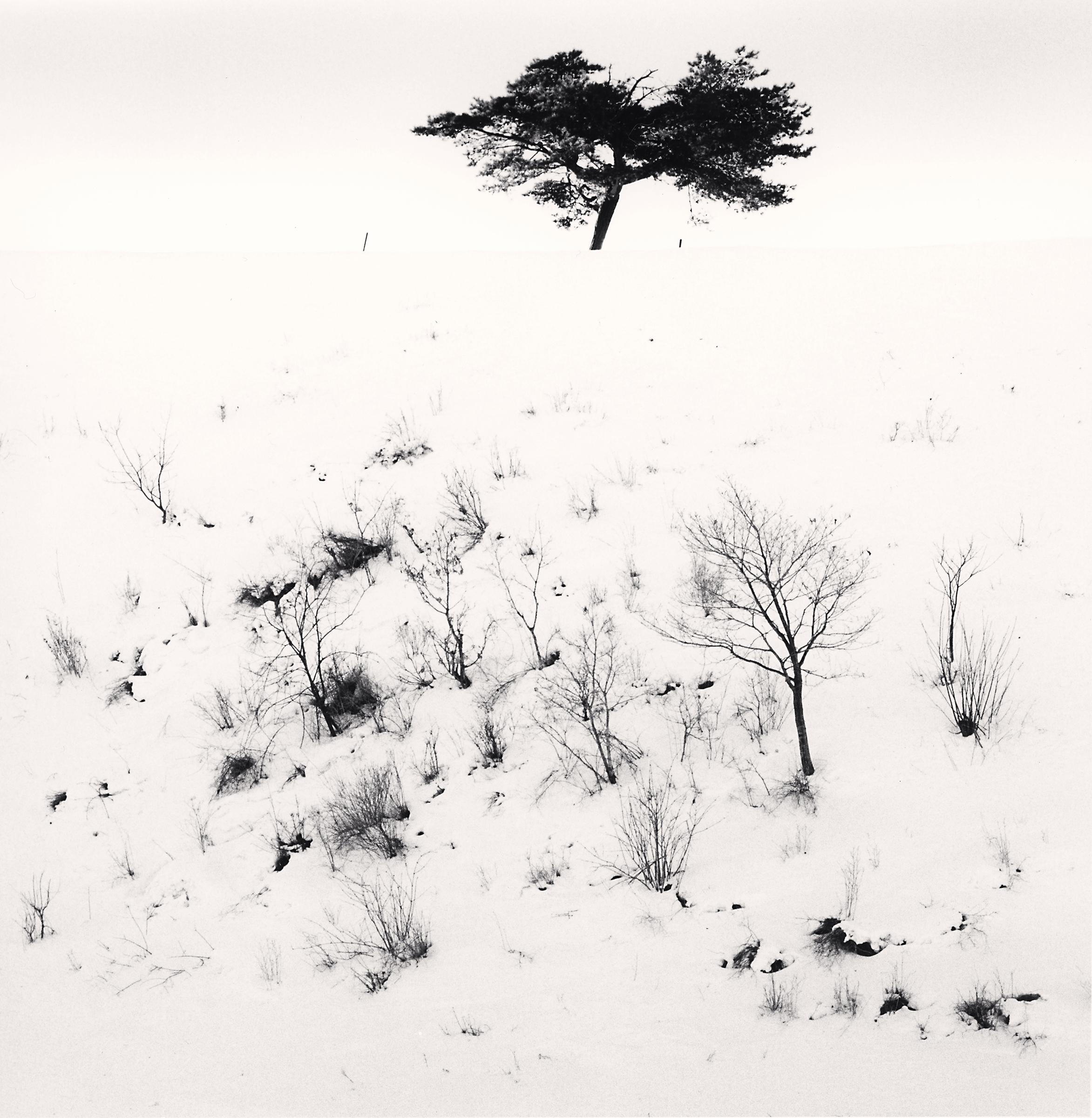 Snow Ridge Tree, Pyeongchang, South Korea. 2012