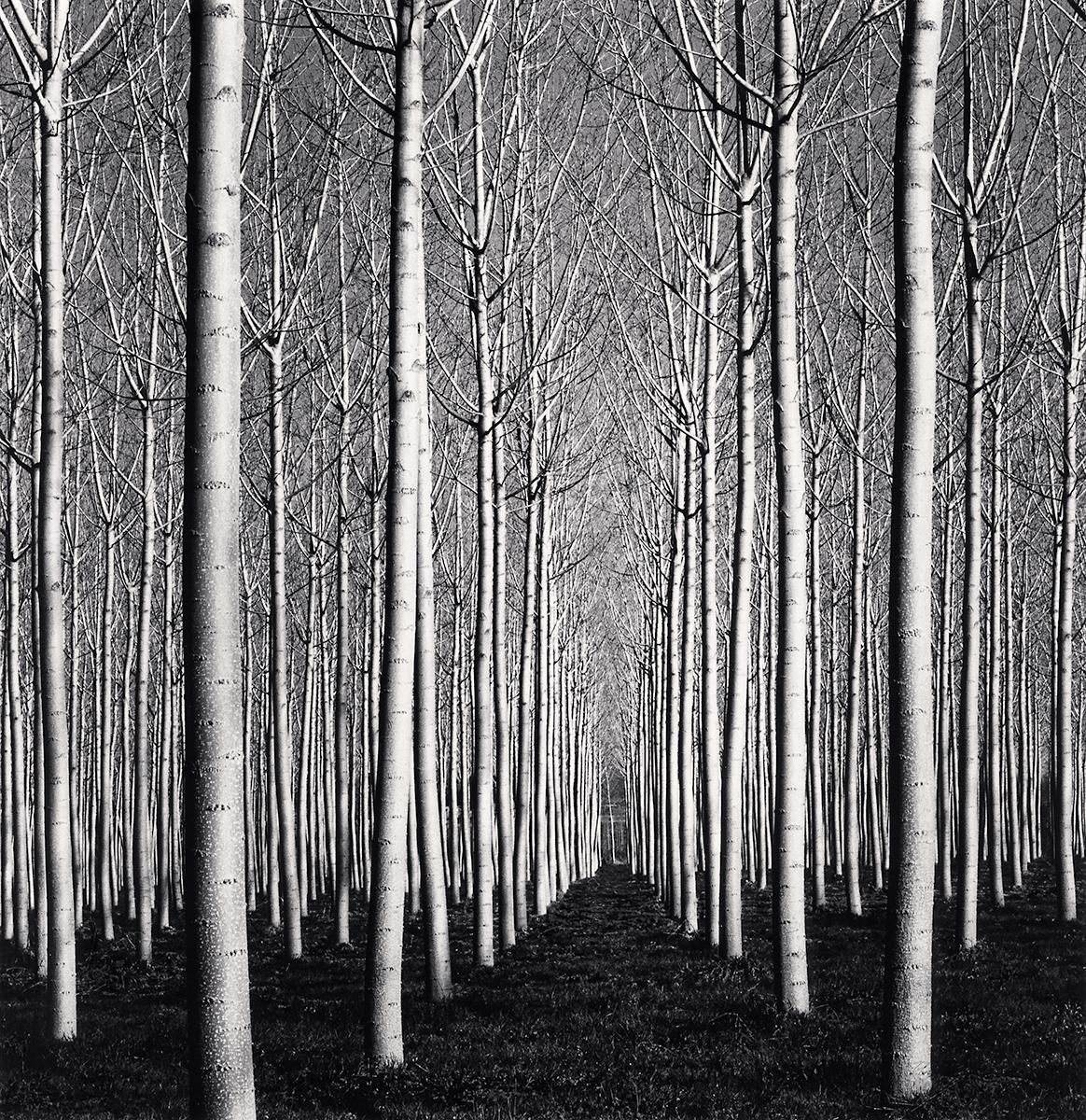 Spring Poplar Trees by Michael Kenna depicts a forest scene. The barren white trees stand tall in rows, seemingly multiplying as they get further in the distance. 

Spring Poplar Trees by Michael Kenna is listed as an 8 x 8 inch gelatin silver