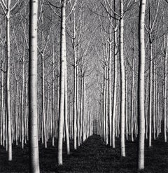 Pioppi di primavera, Pavia, Italia - Foresta, paesaggio in bianco e nero