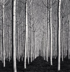 Spring Pappelbäume, Pavia, Italien von Michael Kenna, 2019, Gelatinesilberdruck