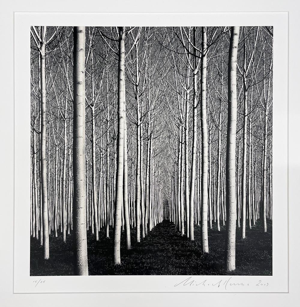 Peupliers de printemps, Pavie, Italie - Contemporain Photograph par Michael Kenna