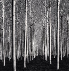 Peupliers de printemps, Pavie, Italie