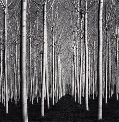 Spring Poplar Trees, Pavia, Italy