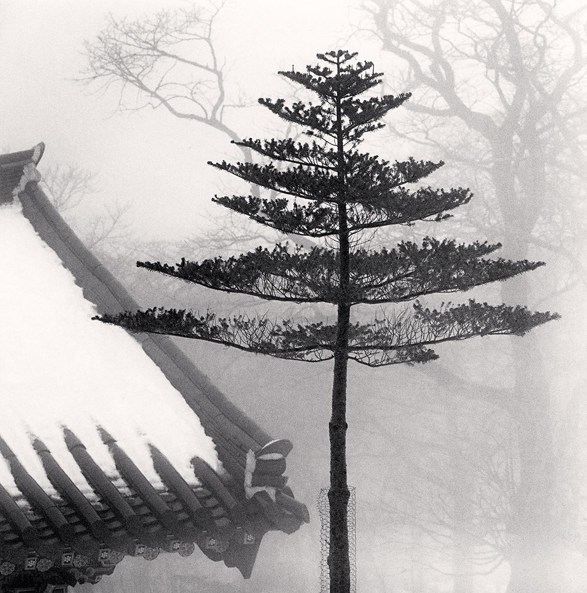 Michael Kenna Black and White Photograph - Temple Tree, Jonjaamji, Jeju Island, South Korea
