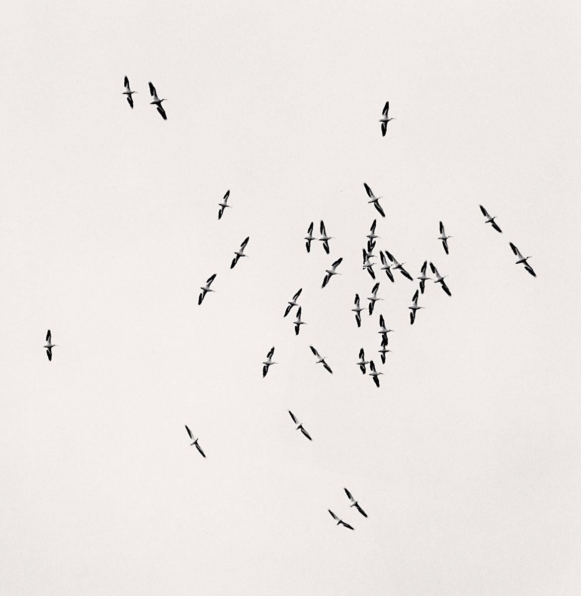 Thirty Six Birds, Isle of Skye, Scotland von Michael Kenna zeigt einen Vogelschwarm, der vor einem hellen Himmel über die Insel fliegt.

Sepia getönter Gelatinesilberdruck
Bildgröße: 8 x 7,75 Zoll.
Größe des Passepartouts: 20 x 16 Zoll.
Ausgabe