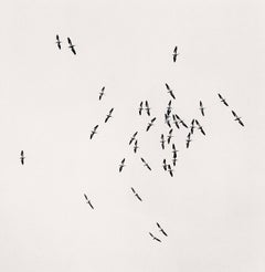 Thirty Six Birds, Isle of Skye, Scozia di Michael Kenna, 2005