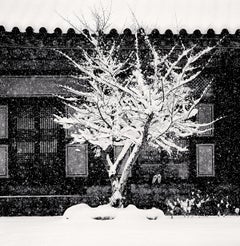 Tree and Slippers Woljeongsa Temple, Gangwondo, South Korea