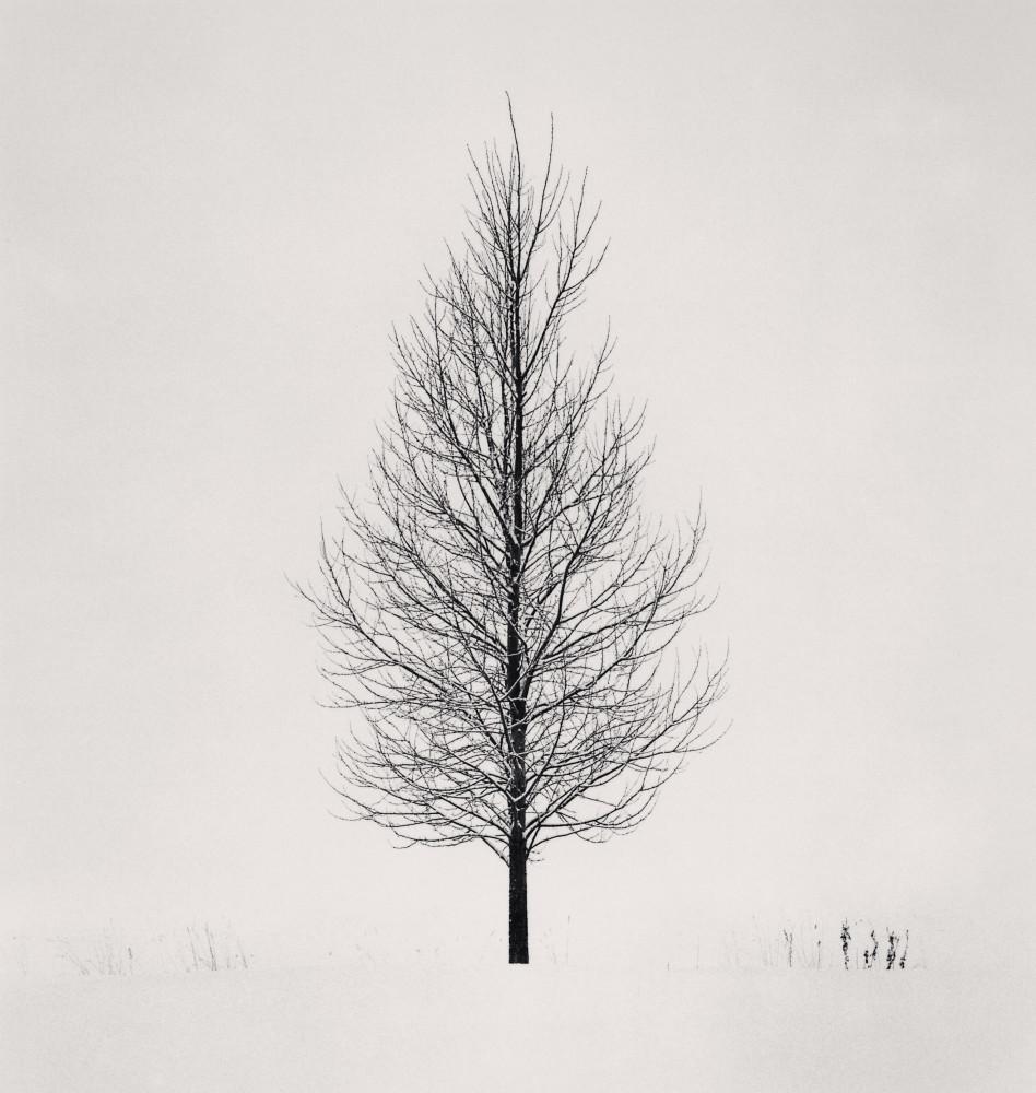 Michael Kenna Black and White Photograph – Baumporträt, Studie 11, Wakoto, Hokkaido