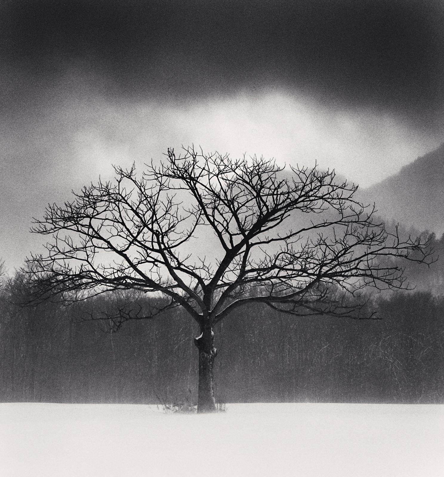 Michael Kenna Black and White Photograph – Baumporträt, Studie 6, Wakoto, Hokkaido