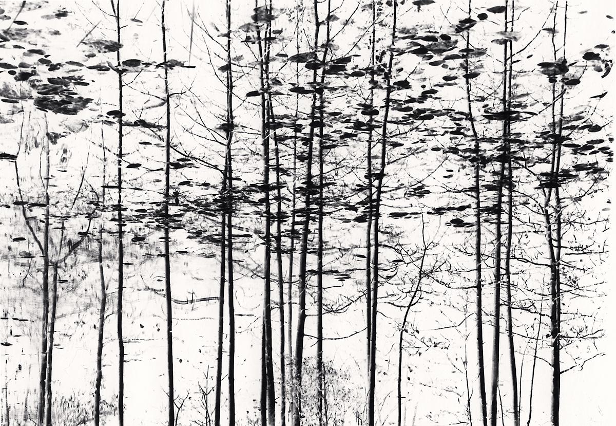 Trees, Yosemite, California, USA von Michael Kenna zeigt hohe, schlanke Bäume vor einem strahlend weißen Hintergrund. Diese Fotografie ist als Sepia getönter Silbergelatineabzug im Format 6 x 8,75 Zoll in einer Auflage von 45 Stück erhältlich.