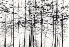 Trees, Yosemite, Kalifornien, USA von Michael Kenna, 1977, Silbergelatinedruck