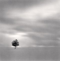 Twilight Tree, Higashi Kagura, Hokkaido, Japan 