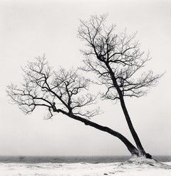  Two Leaning Trees, Study 2, Kussharo Lake, Hokkaido, Japan 