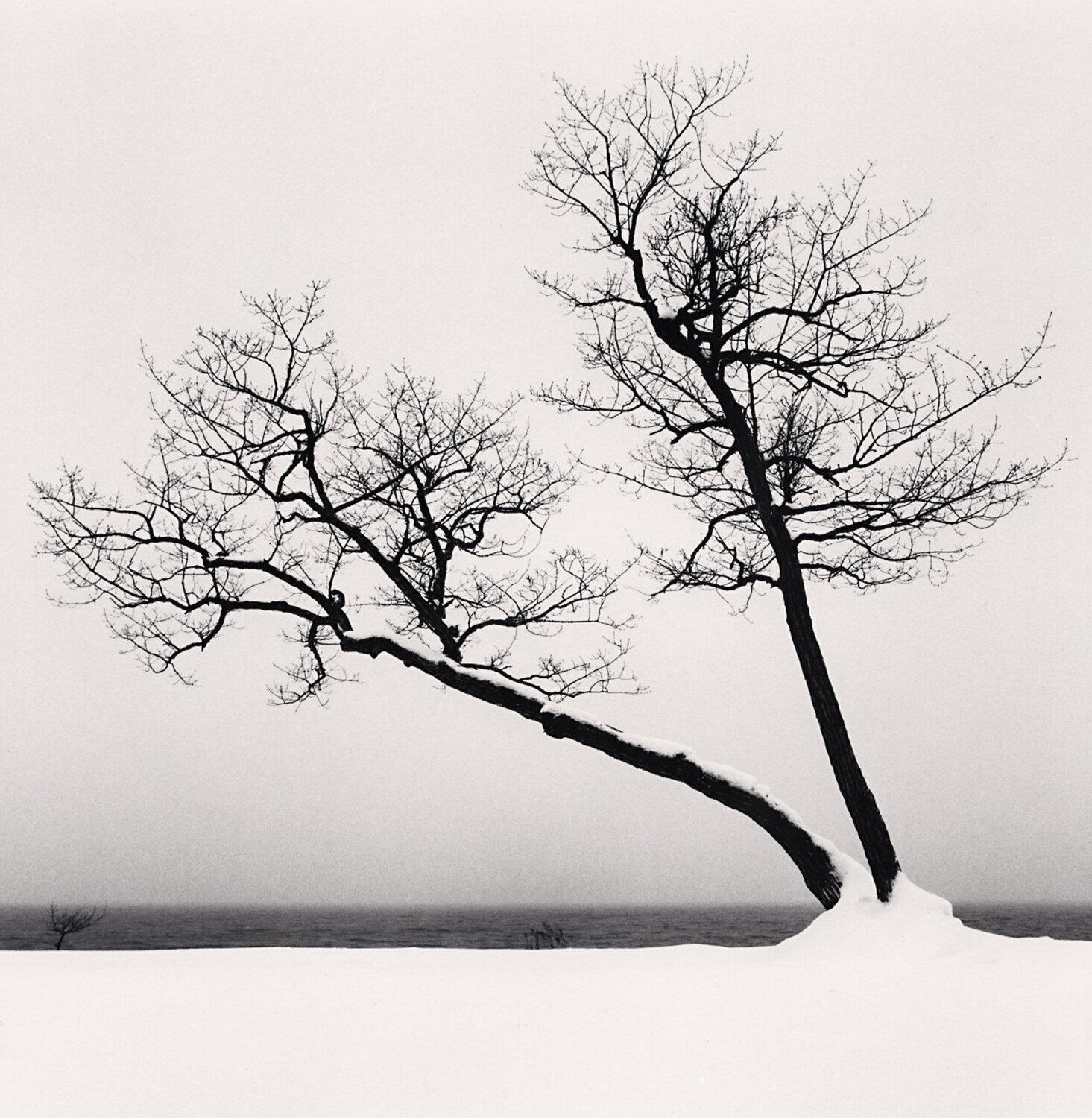 Árbol Fotografía en blanco y negro