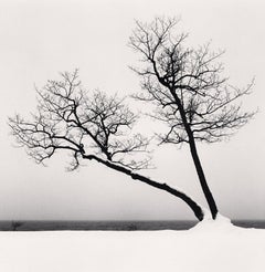 Due alberi pendenti, Studio 3, Lago Kussharo, Hokkaido, Giappone