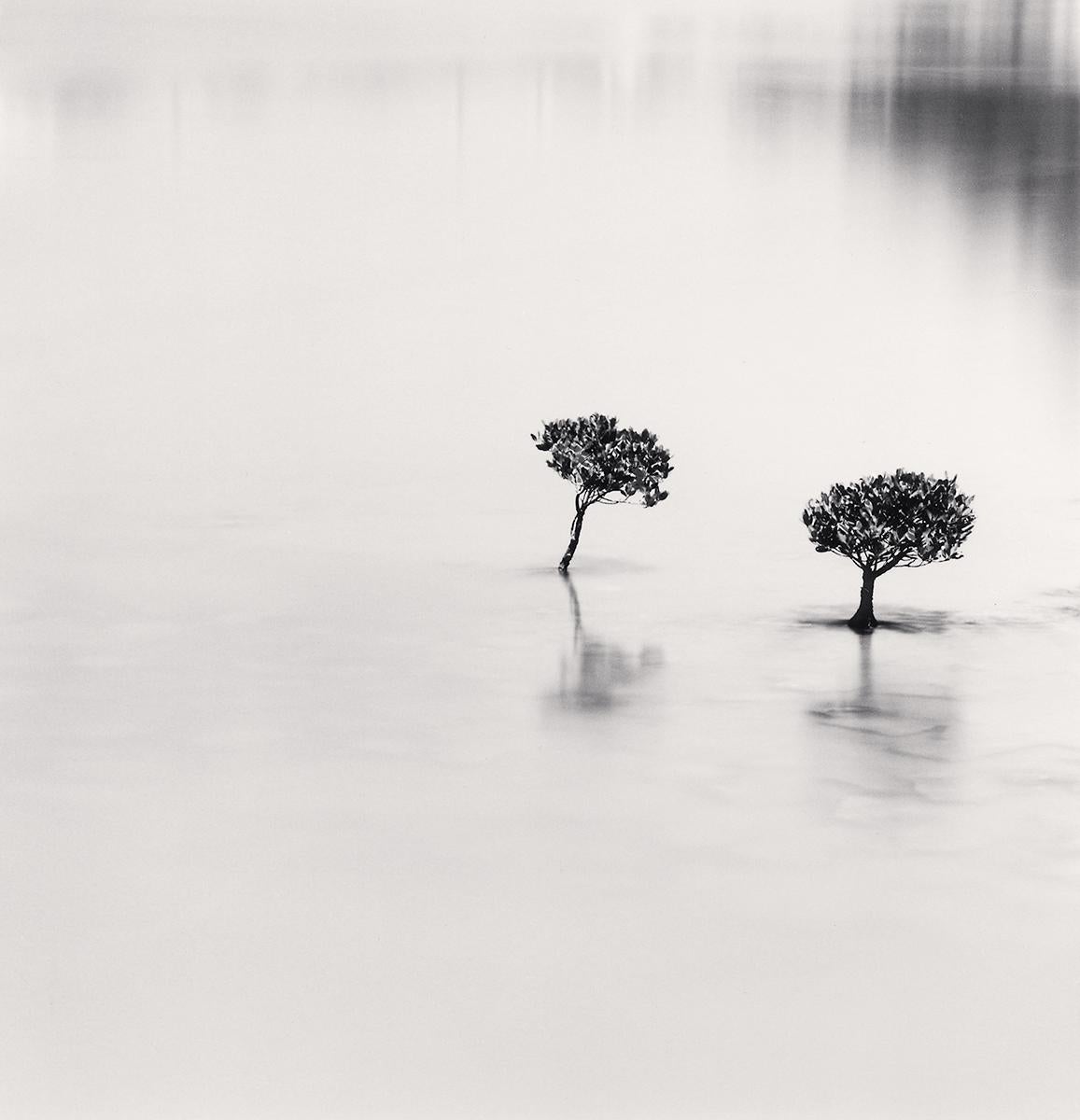 Two Mangrove Plants, Lantau Island, Hong Kong by Michael Kenna presents a sublime scene. Two small plants, resembling miniature trees, emerge from the surrounding water. The smooth water contrasts with the dark, detailed branches of the mangroves.