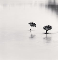 Two Mangrove Plants, Lantau Island, Hong Kong by Michael Kenna, 2007