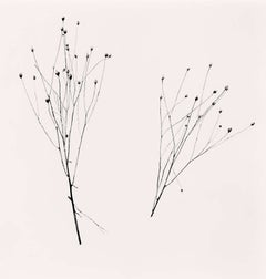 Two Winter Stalks, Biei, Hokkaido, Japan