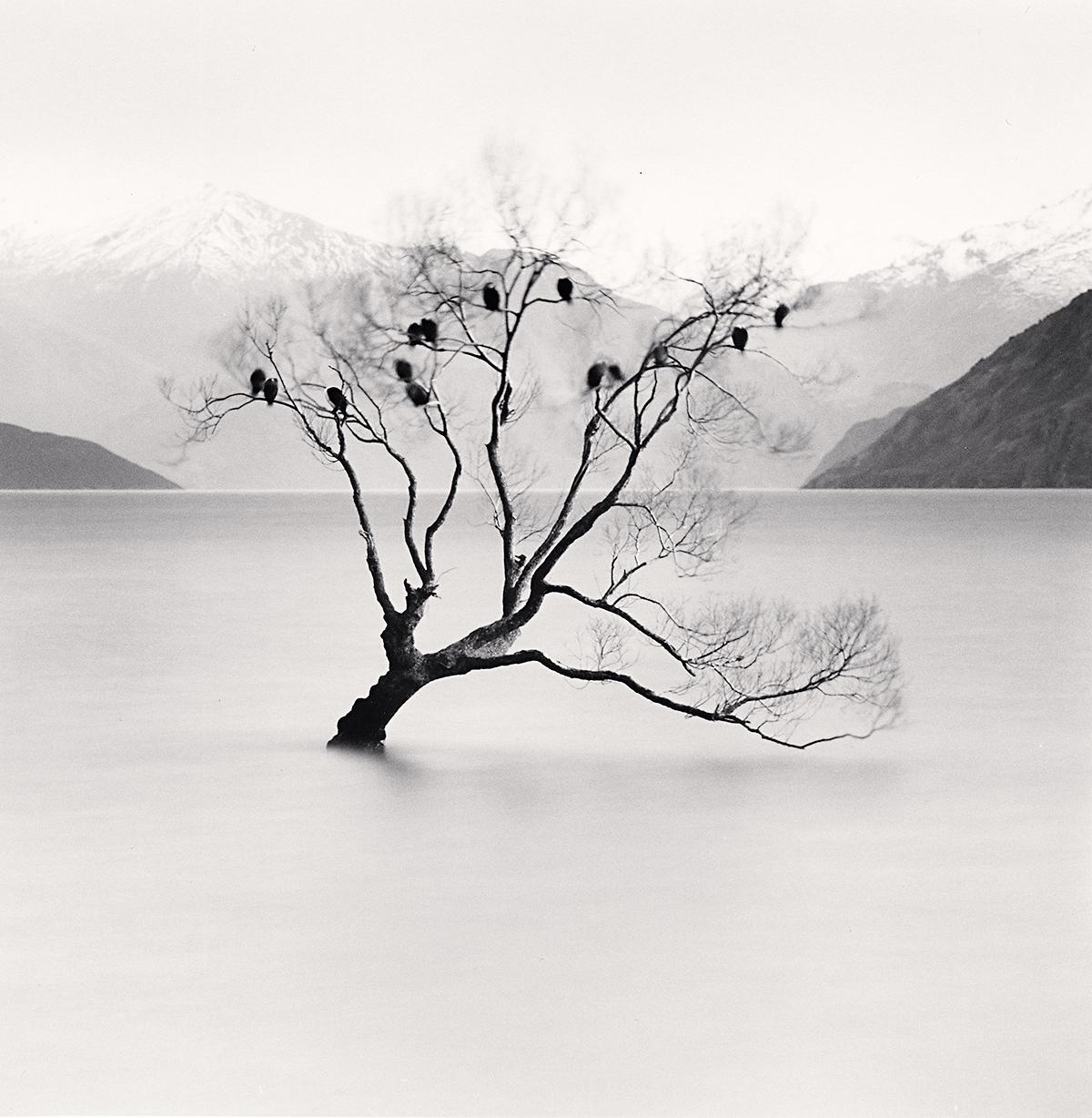 Wanaka Lake Tree, Study 2, Otafo, New Zealand, black and white photograph 