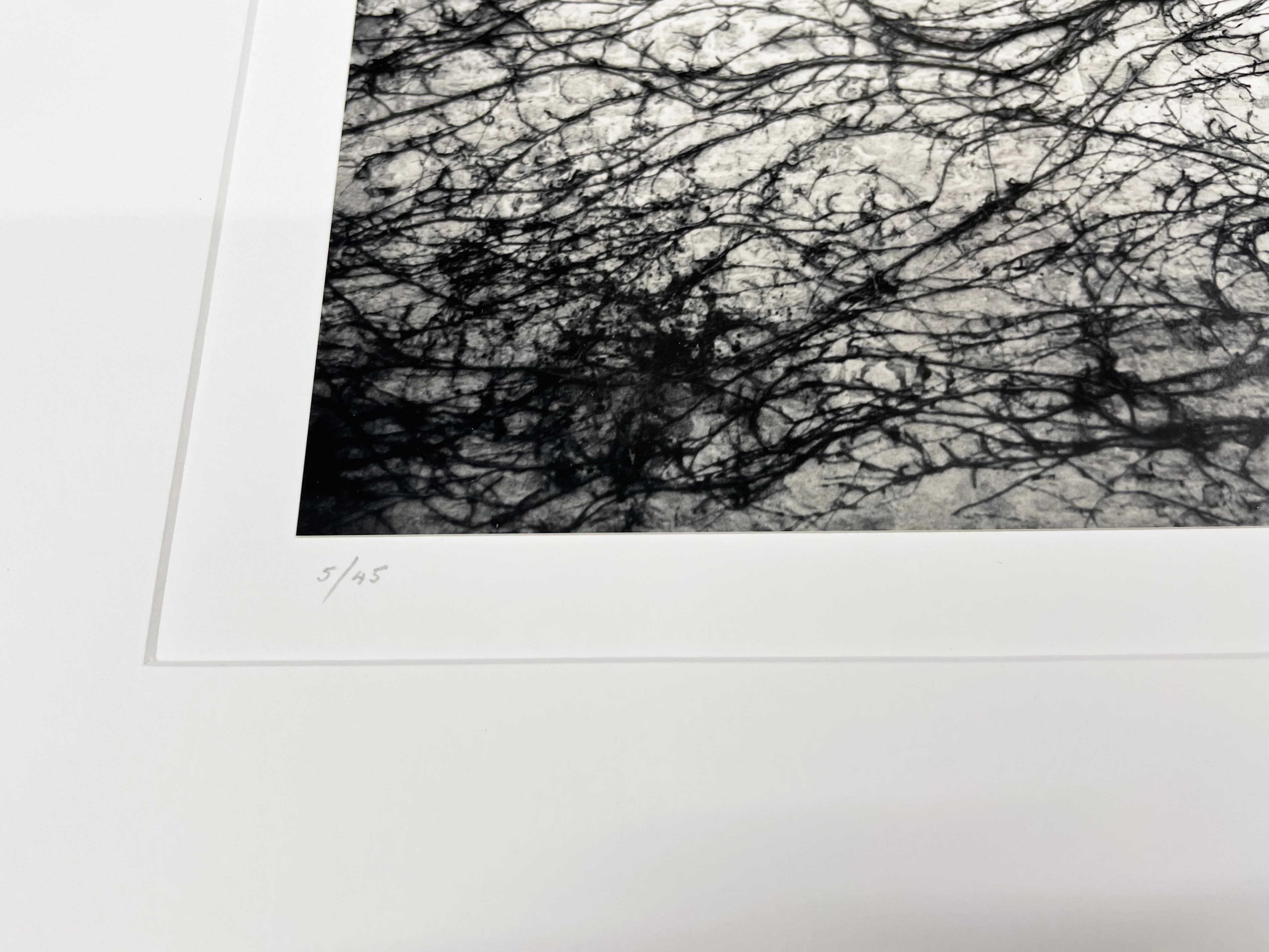 Ventana y viñas, Abbaye de Fontenay, Borgoña, Francia - Fotografía en blanco y negro - Landscape Photograph Negro de Michael Kenna