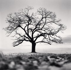 Winter Hackberry Tree, Chungcheongnam-do, Südkorea. 2023