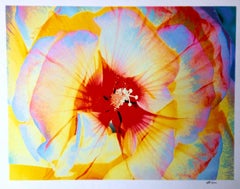 Variation on Hibiscus