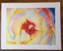 Variation on Hibiscus