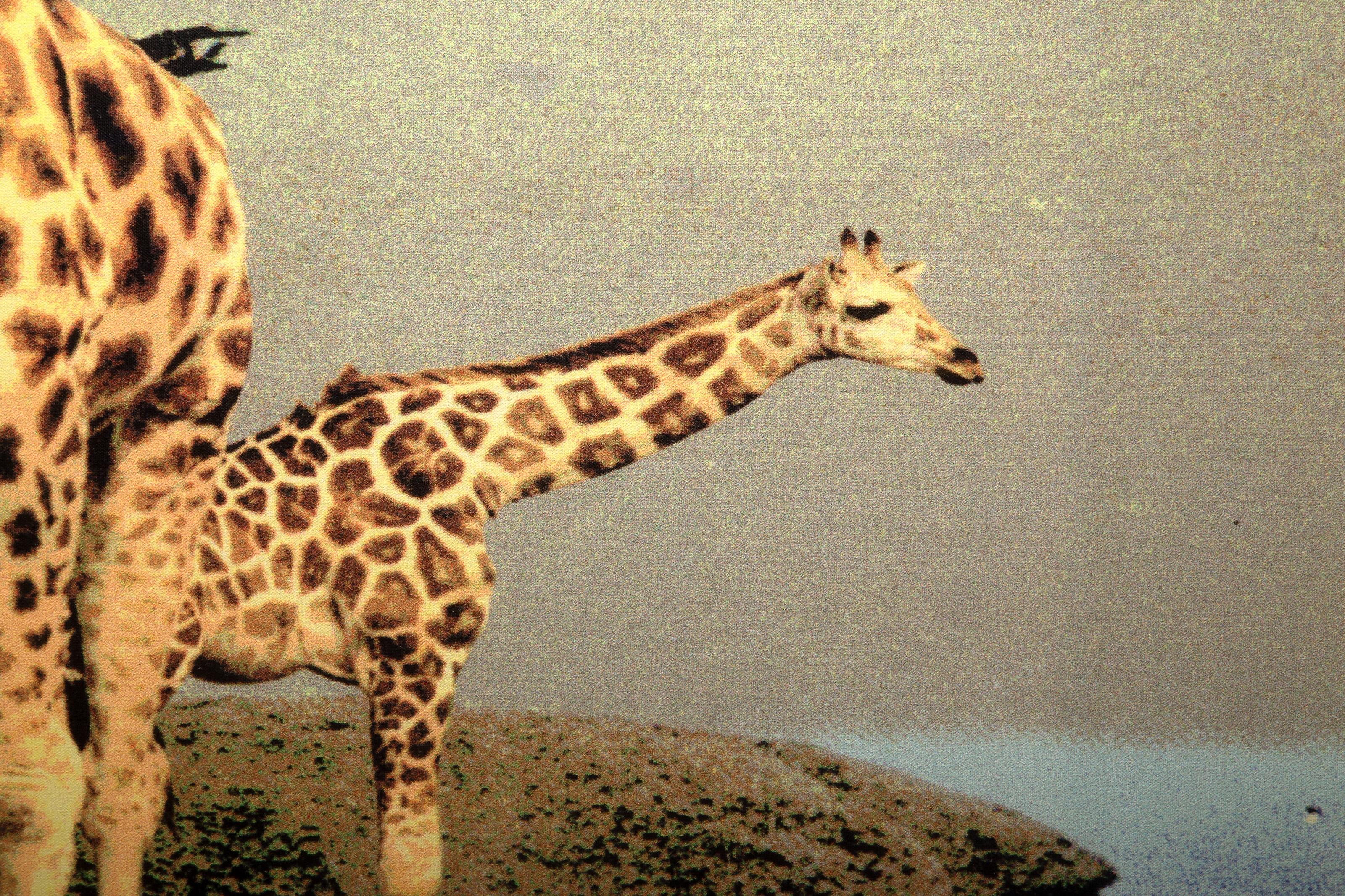 Giraffen im Weltraum, Pop-Art Chromogenes Druck auf Leinwand von Michael Knigin im Angebot 2