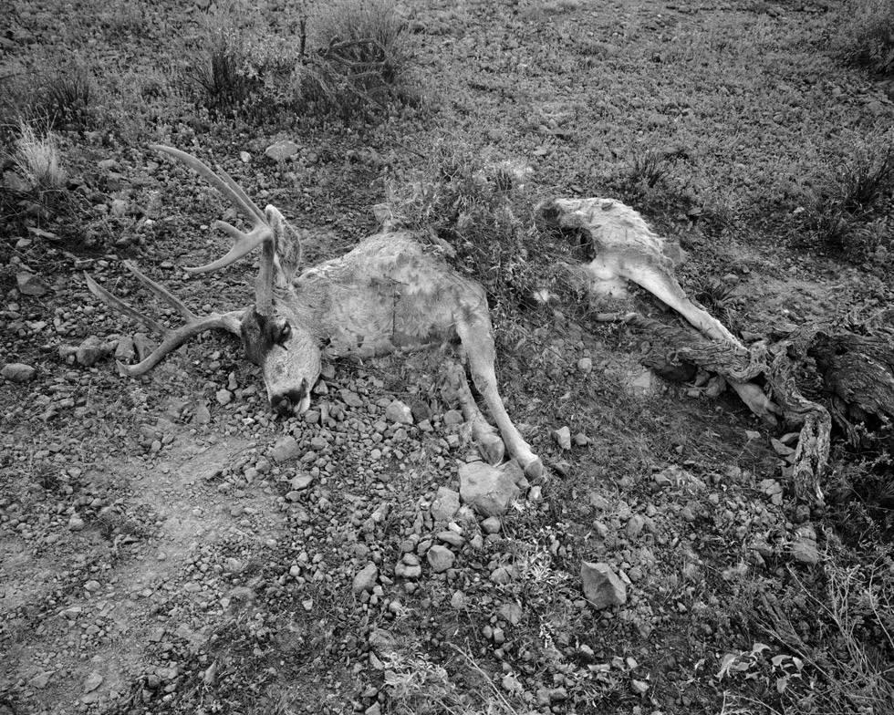 Michael Lundgren Black and White Photograph - Lion's Kill