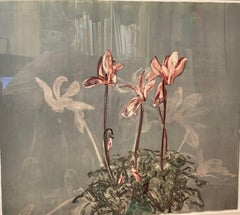 Ciclamen II