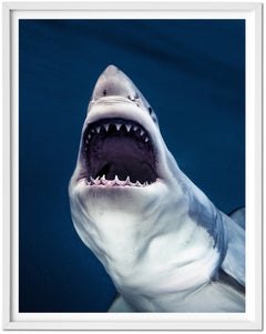Michael Muller, Sharks, Art Edition No 1-100 ‘Tear You Apart’