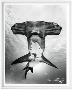 Michael Muller, Sharks, Art Edition No. 101-200 ‘Under Study’