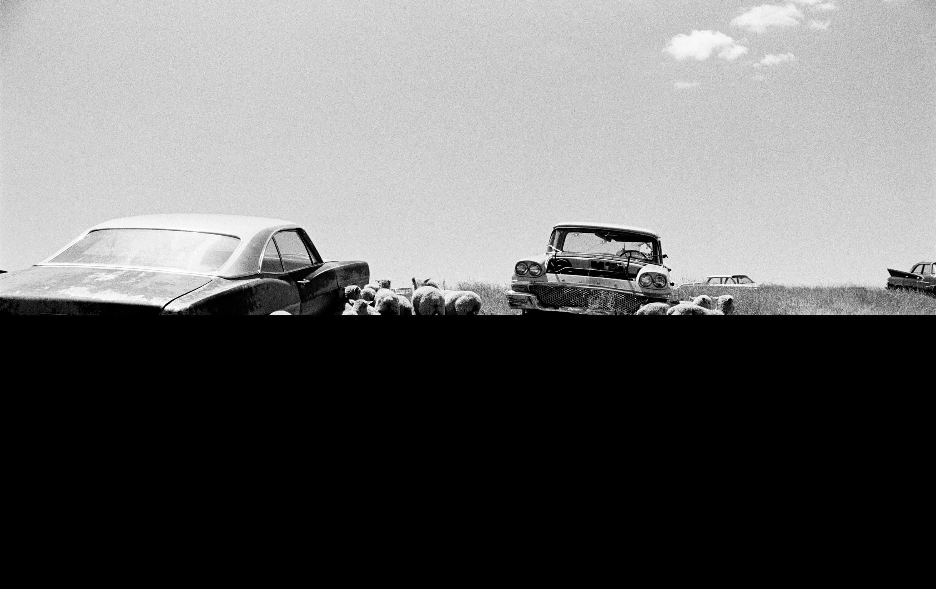 Michael Ormerod Black and White Photograph - Cars and Sheep, 1989 - Black and White Monochrome Large Photographic Print