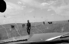 Cowboy al ranch con le mucche - Stampa fotografica monocromatica in bianco e nero di grandi dimensioni