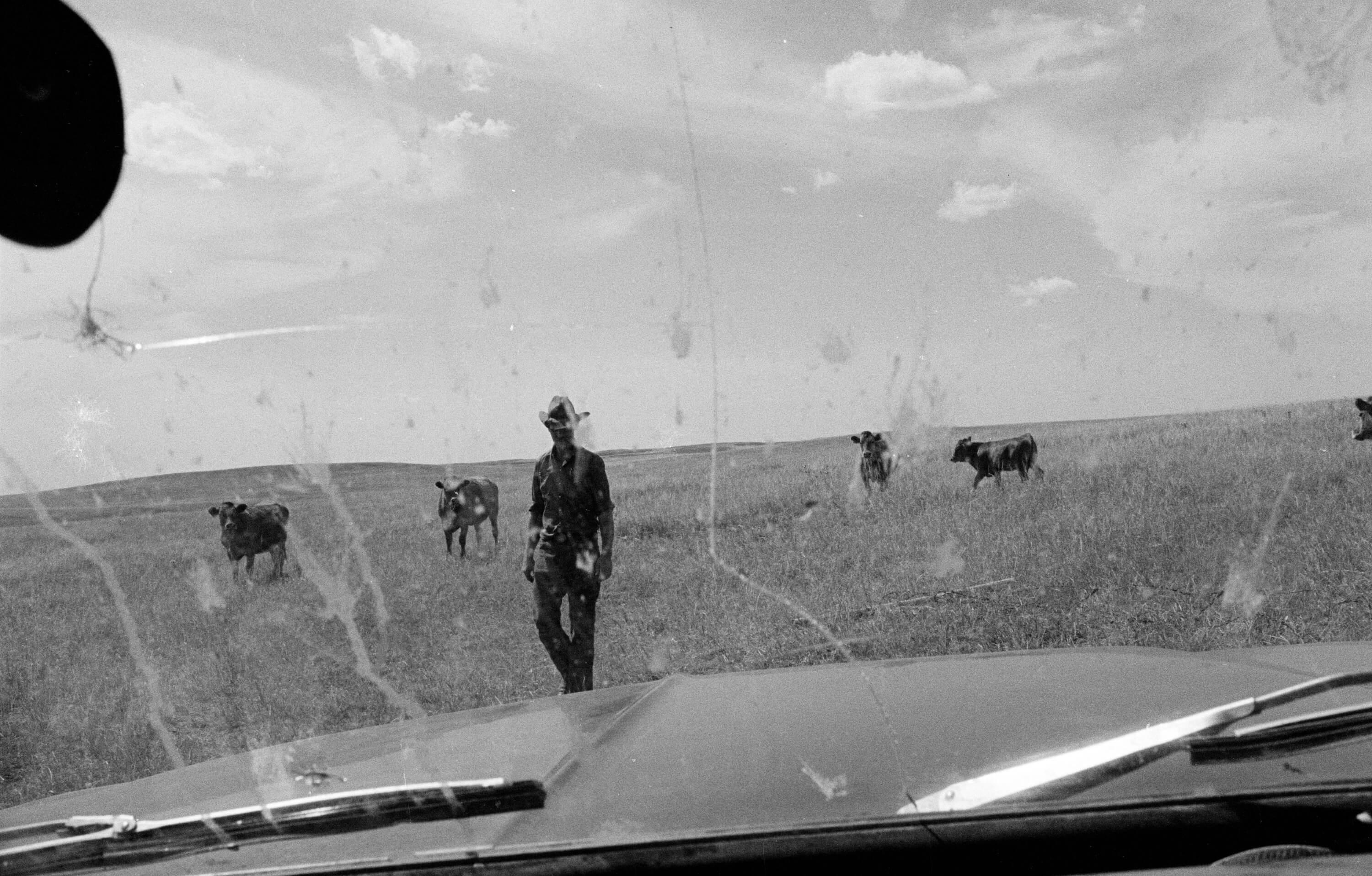 Landscape Photograph di Michael Ormerod - Cowboy al ranch con le mucche - Stampa fotografica monocromatica in bianco e nero