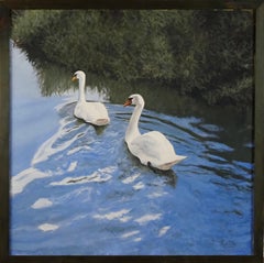 Swans on the river