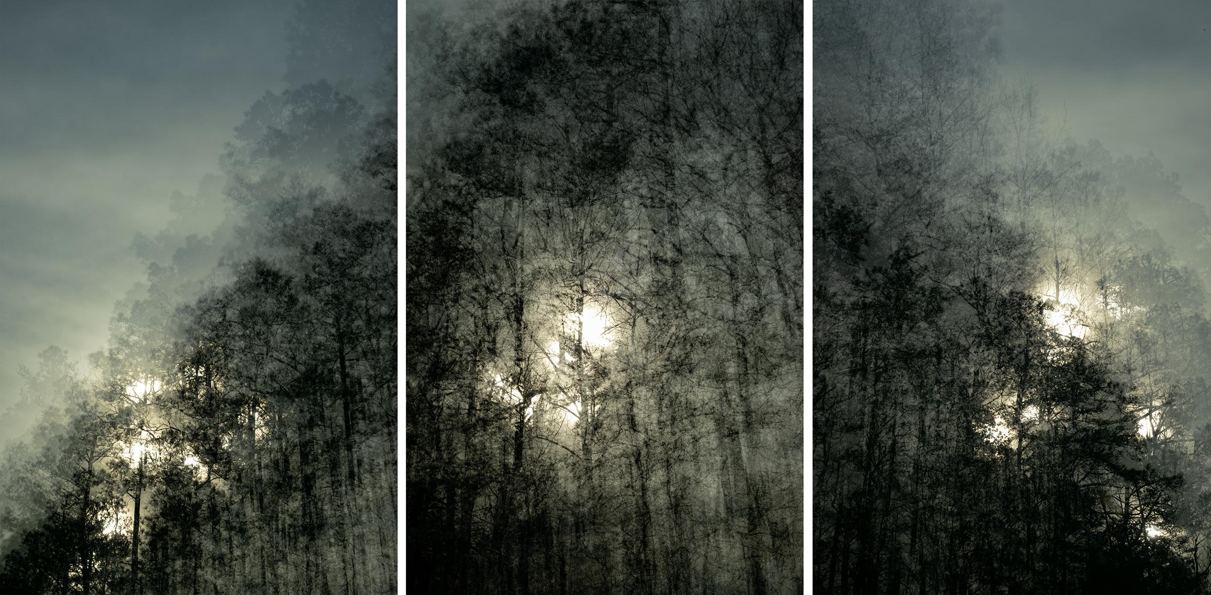Plant Landscape Photography