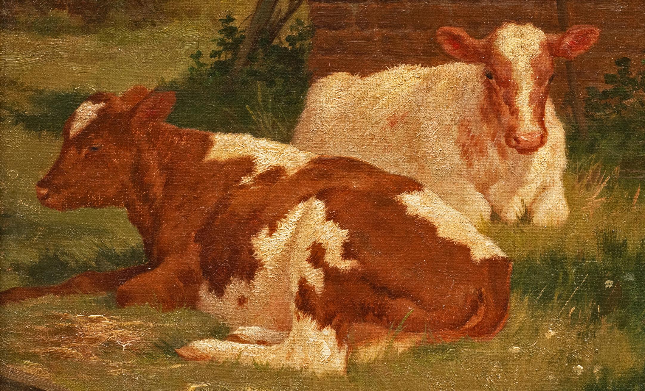 berman cow