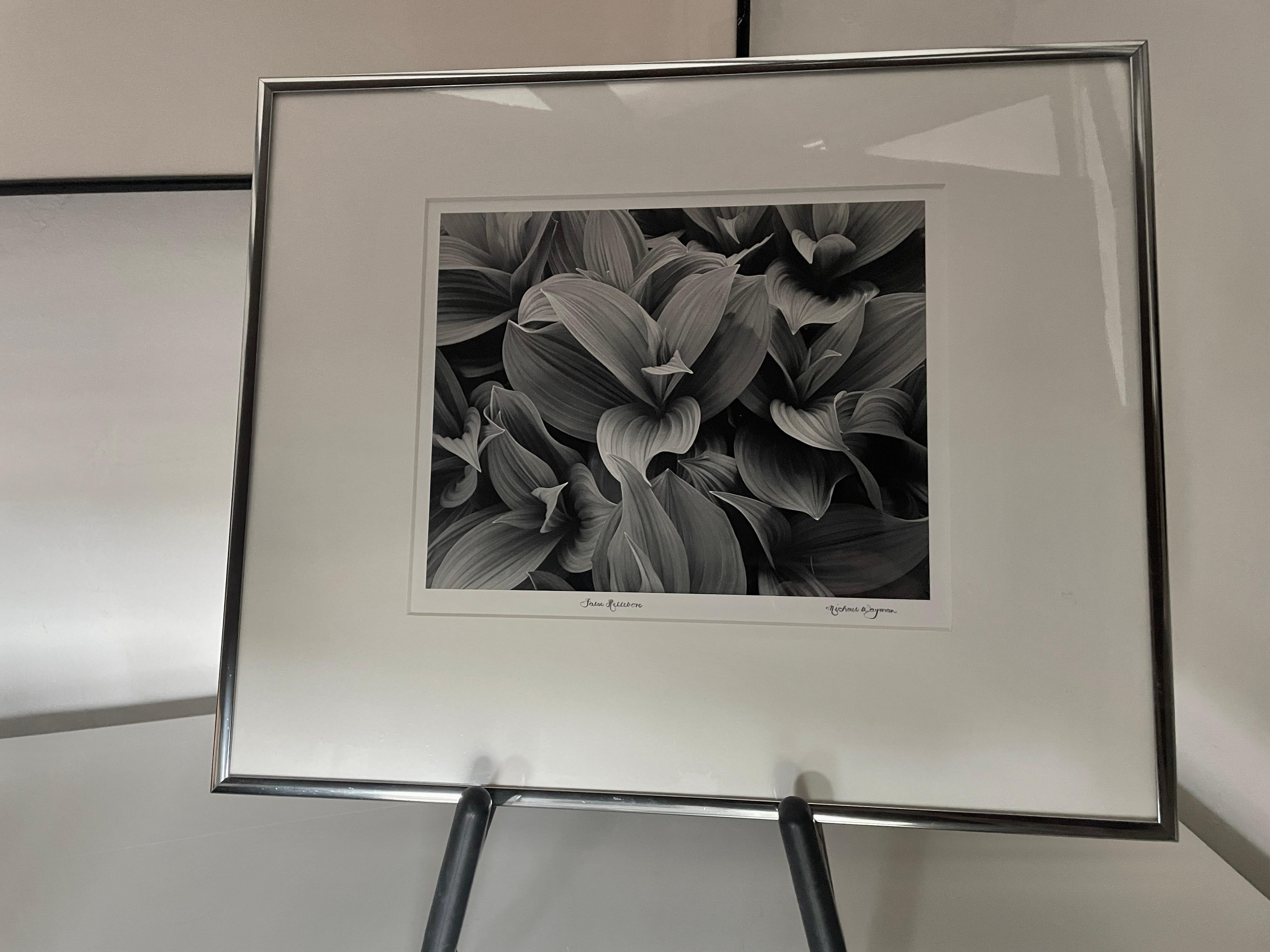 False Hellebore, Botanical Leaves - Photograph by Michael Wayman
