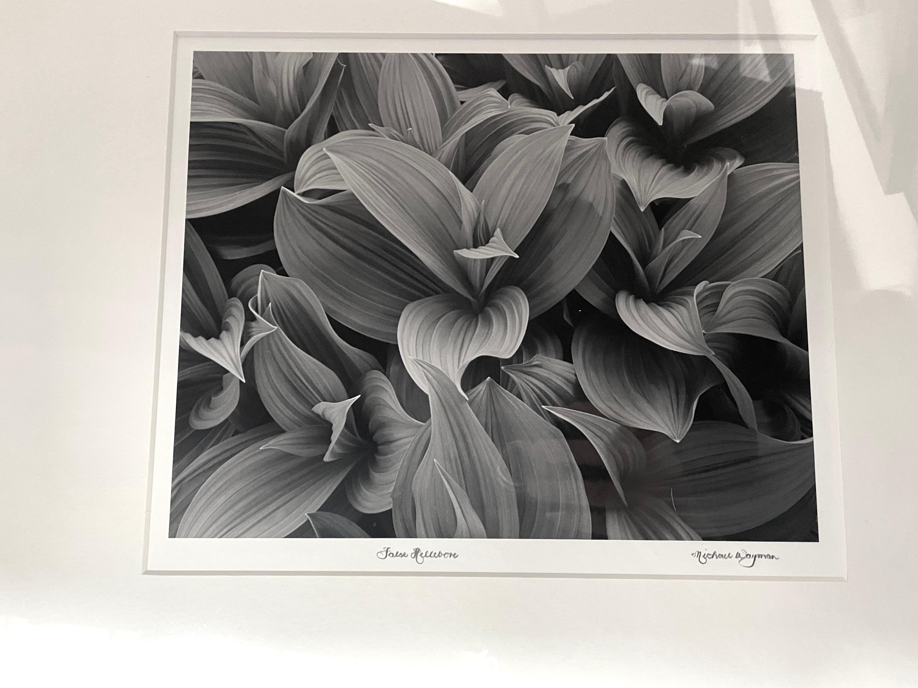 False Hellebore, Botanical Leaves - Black Black and White Photograph by Michael Wayman