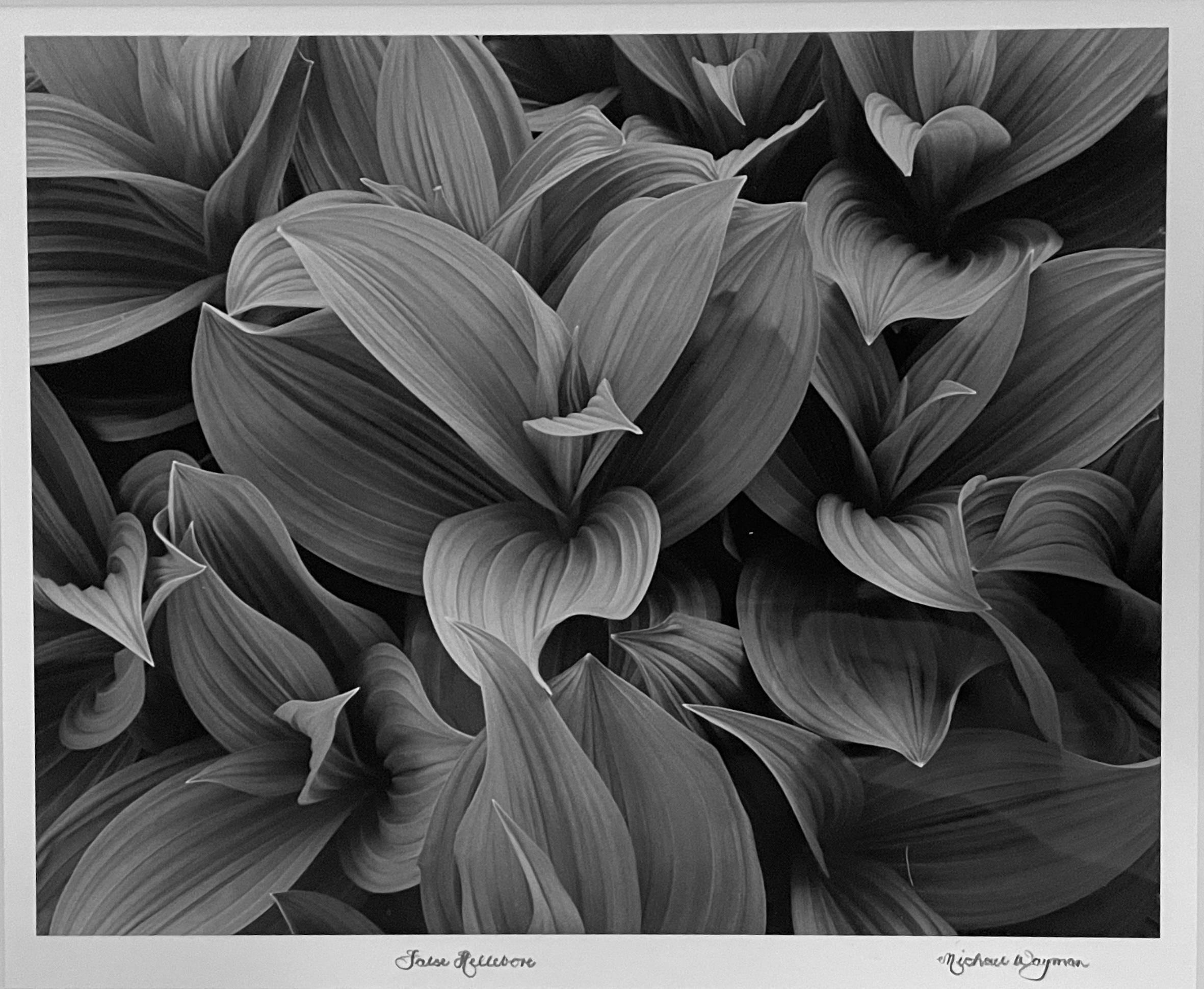 False Hellebore, Botanical Leaves