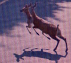 Street View: A Series of Unfortunate events #2 Michael Wolf, Google, Deer