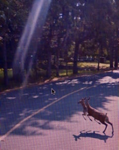 Street View: A Series of Unfortunate events #2 Michael Wolf, Google, Deer