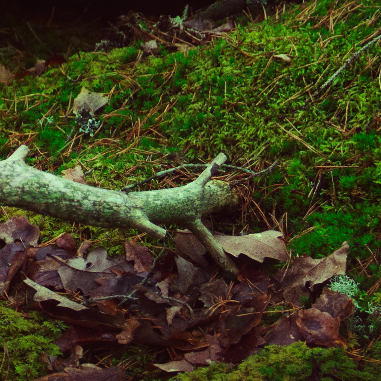 Adamantine. Color photography - Contemporary Photograph by Michaela Haider