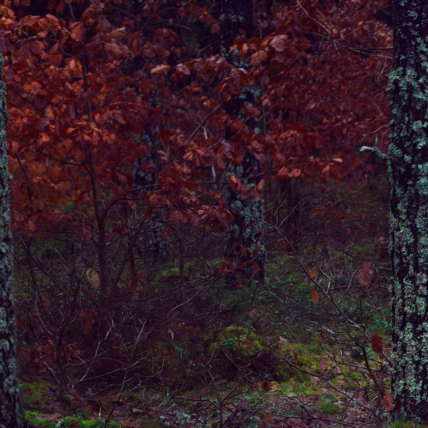 Fluid Colour. Color photography - Black Figurative Photograph by Michaela Haider