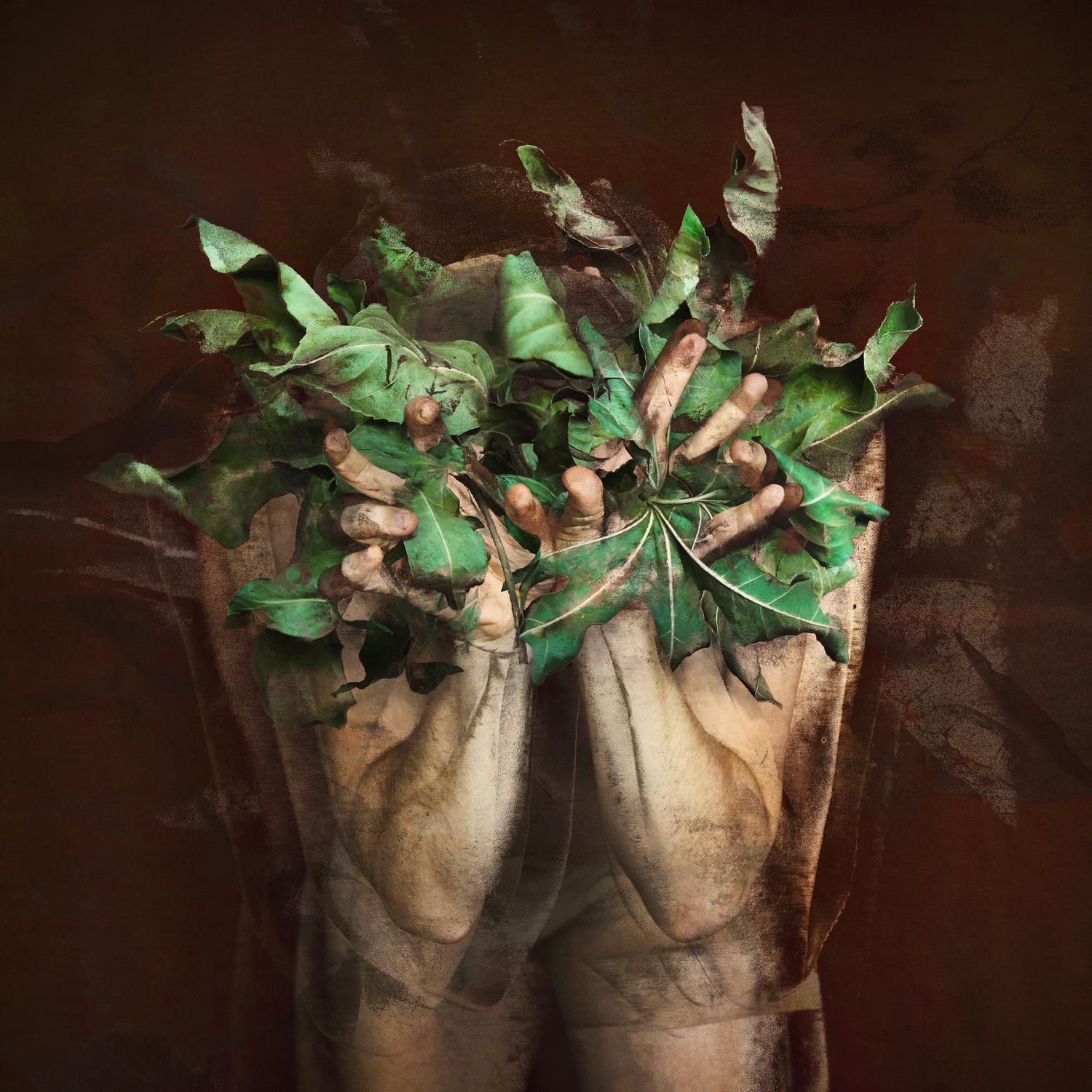 Plant Color Photography