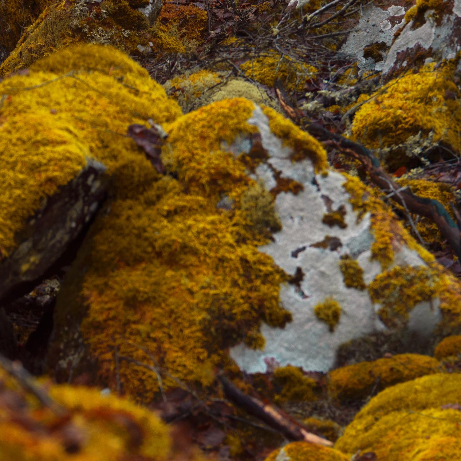 Vigil. Color photography - Brown Figurative Photograph by Michaela Haider