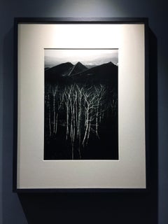 Bosque al pie de los escoriales - Paisaje - Gelatina de plata