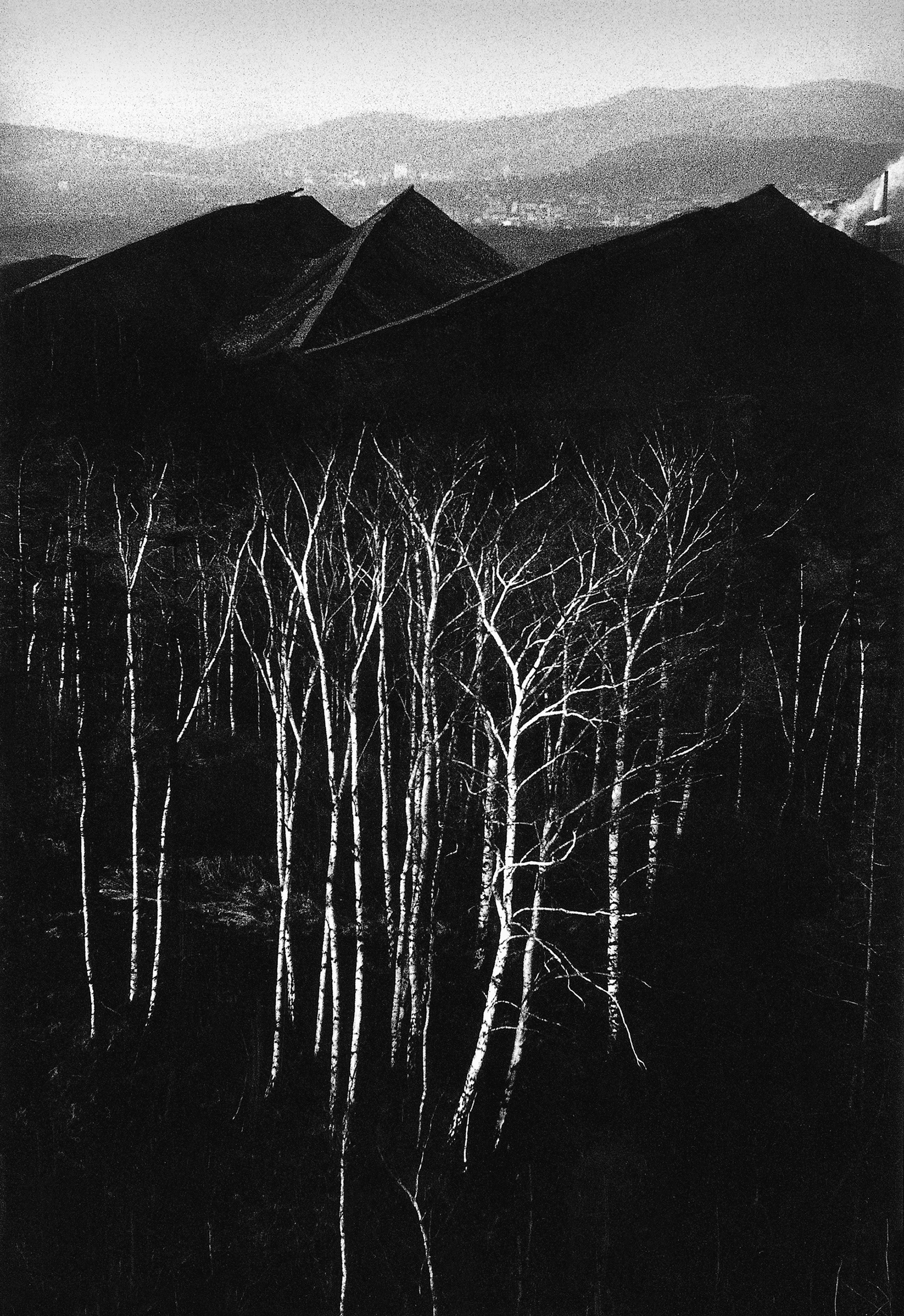 Michal Cala Landscape Photograph – Forest at the bottom of the Slagheaps – Wald am Boden der Slagheaps – Landschaft – Silber-Gelatinedruck