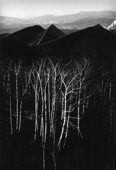 Forest at the bottom of the Slagheaps - Landscape - Silver Gelatin Print